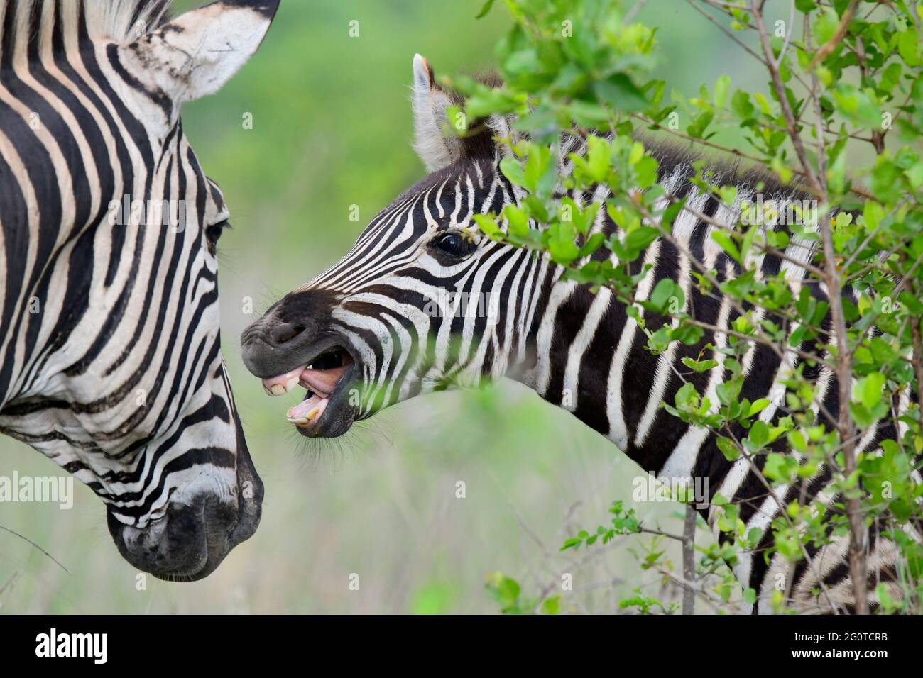 La zebra di Burchell a Kruger Park, Sudafrica Foto Stock
