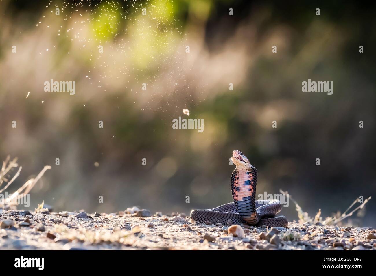 Goccioline di veleno riempiono l'aria. KRUGER NATIONAL PARK, SUD AFRICA: Il momento SPETTACOLARE una cobra sputante spruzzi una fontana di veleno in aria ha Foto Stock