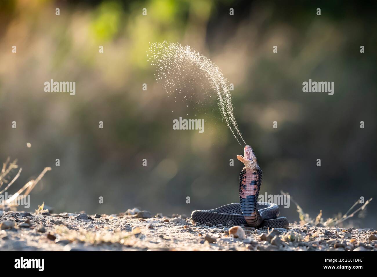 La cobra del Mozambico espelle il veleno in alto nell'aria, in questa foto perfettamente temporizzata. KRUGER NATIONAL PARK, SUD AFRICA: Il momento SPETTACOLARE uno spitt Foto Stock