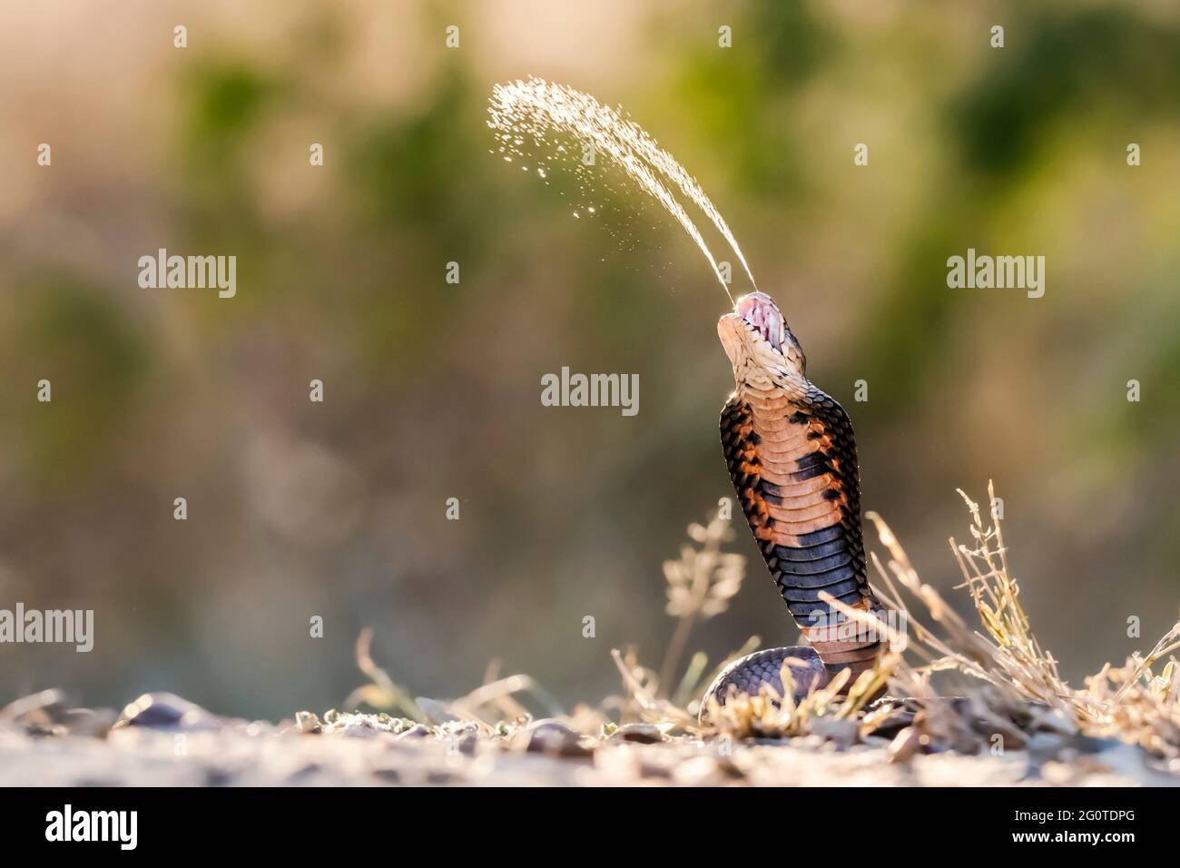 Il rettile arancione e nero spara il veleno a diversi piedi sopra la sua testa. KRUGER NATIONAL PARK, SUD AFRICA: Il momento SPETTACOLARE una cobra sputante spr Foto Stock