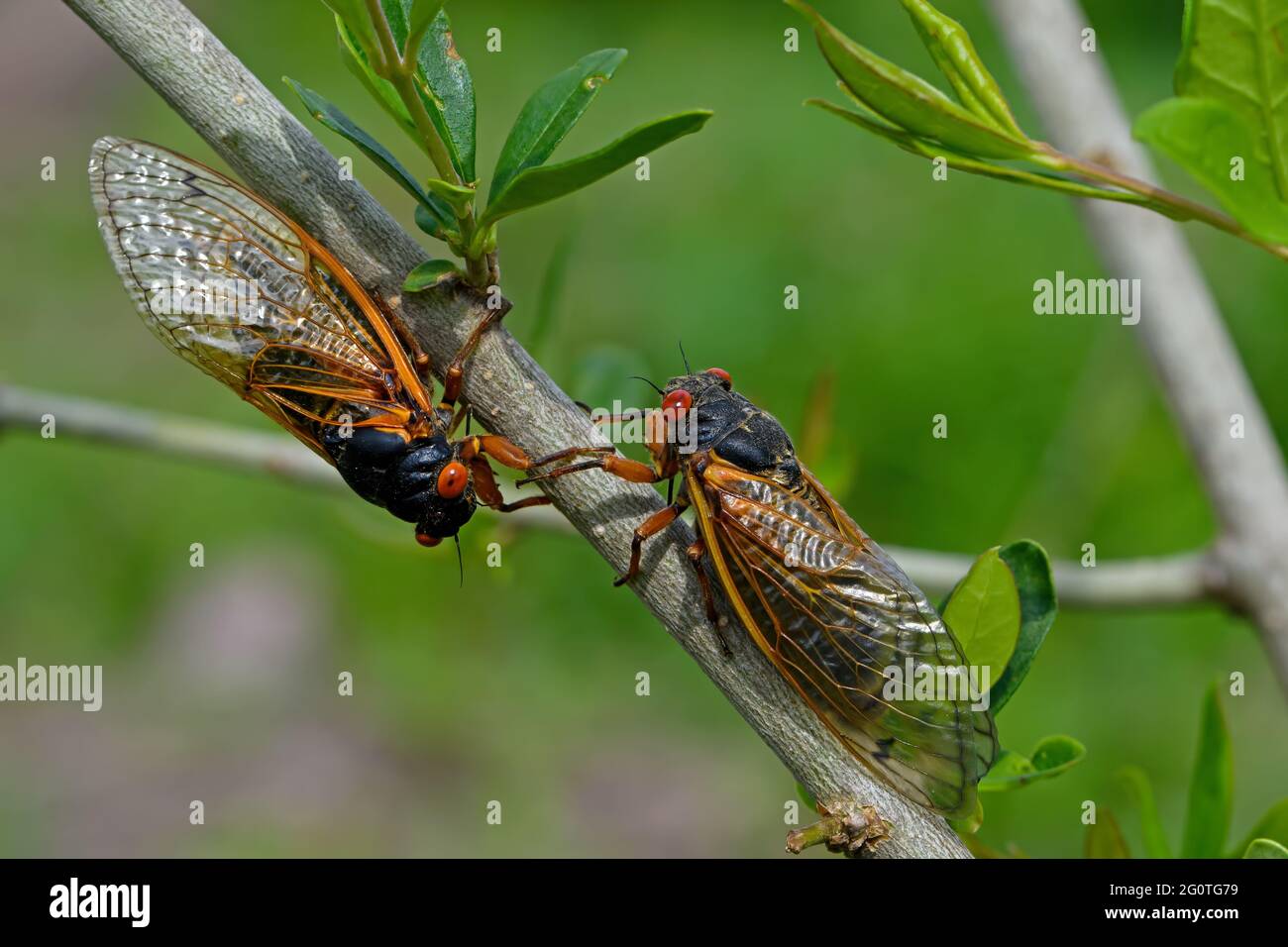 Emerse 17 anni Brood X cicadas periodici. Ogni 17 anni essi tunnel dal suolo e molt nella loro forma adulta e compagno. Foto Stock