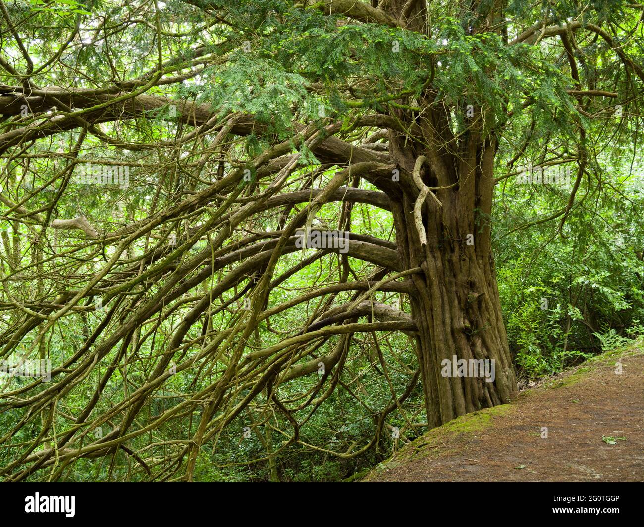 Un albero comune di Yew (Taxus baccata) conosciuto anche come Yew inglese o Yew europeo in legno di Lodge di Mendip, colline di Mendip, Somerset del nord, Inghilterra. Foto Stock