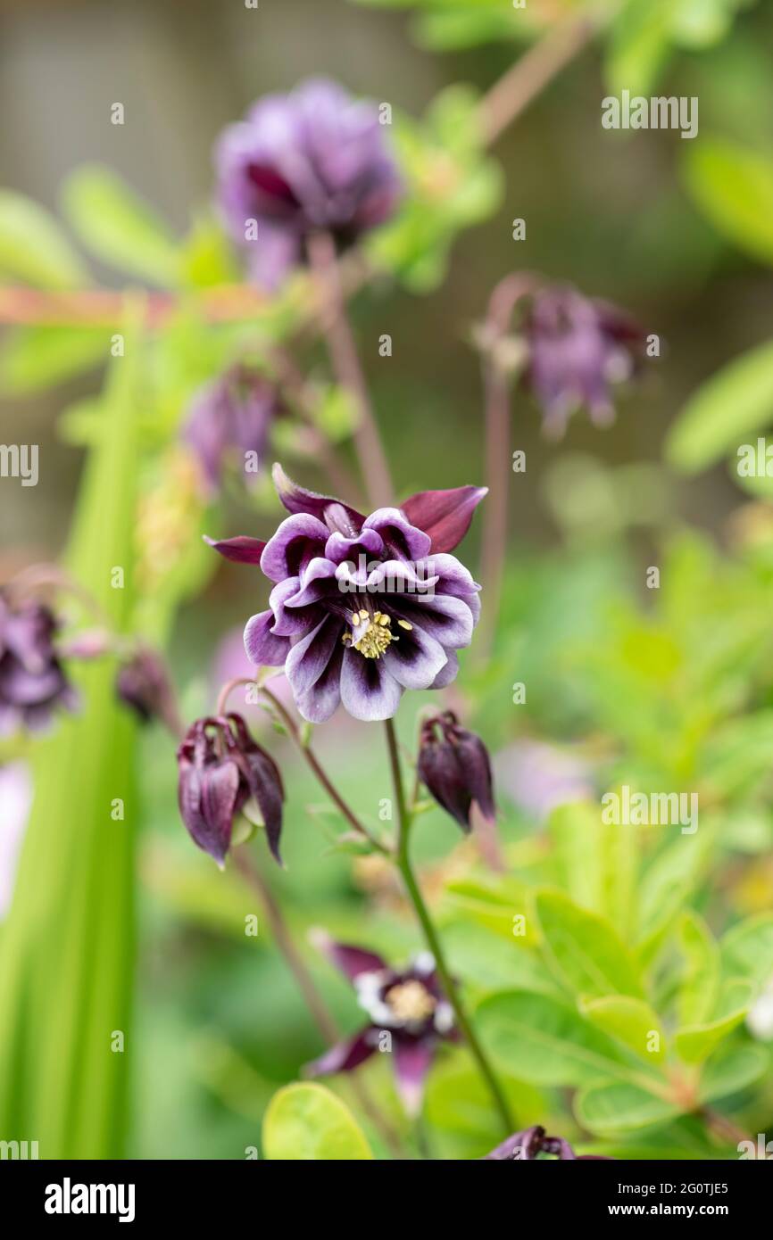 Auto seminate viola e bianco Aquilegia vulgaris. Columbine fiori Foto Stock