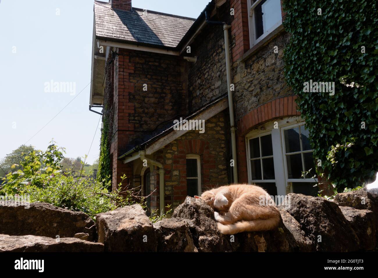 Un gatto zenzero addormentato su un muro di pietra nel villaggio alla moda di Bruton nel Somerset Inghilterra Foto Stock