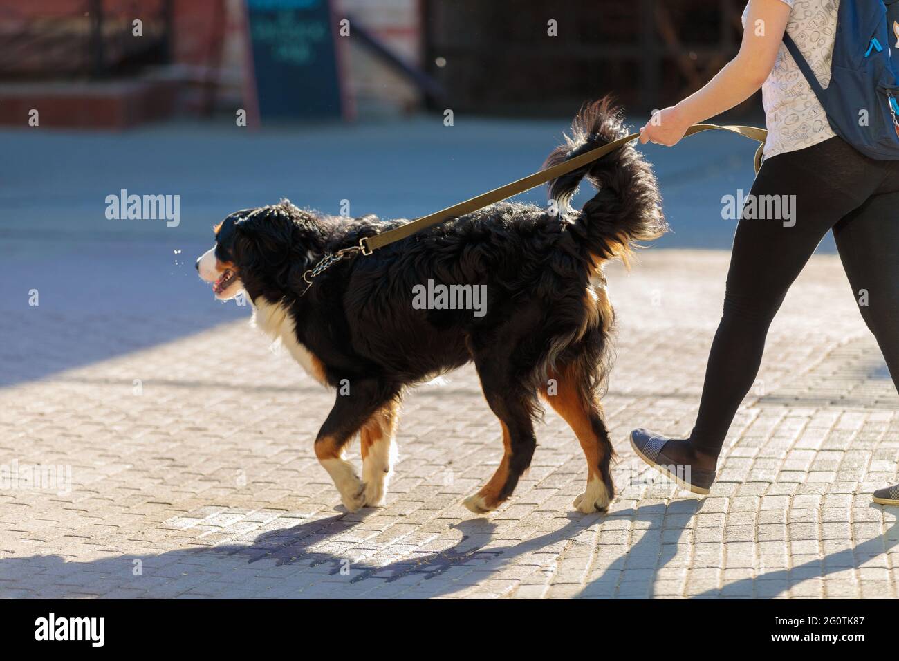 Una ragazza cammina per la città con un cane grande. Cammina il cane al guinzaglio. Foto Stock