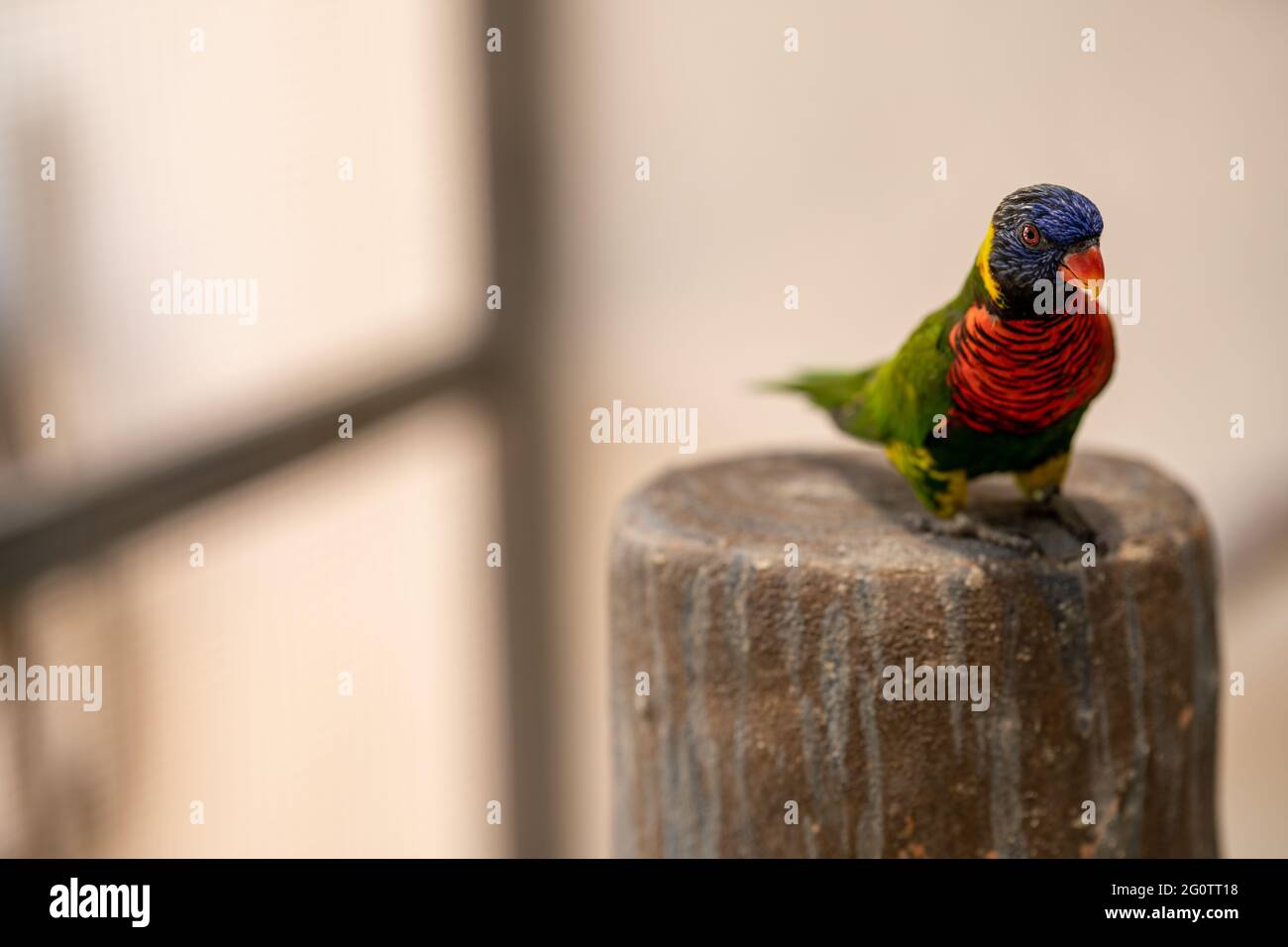 Foto di un piccolo pappagallo con piume colorate Foto Stock