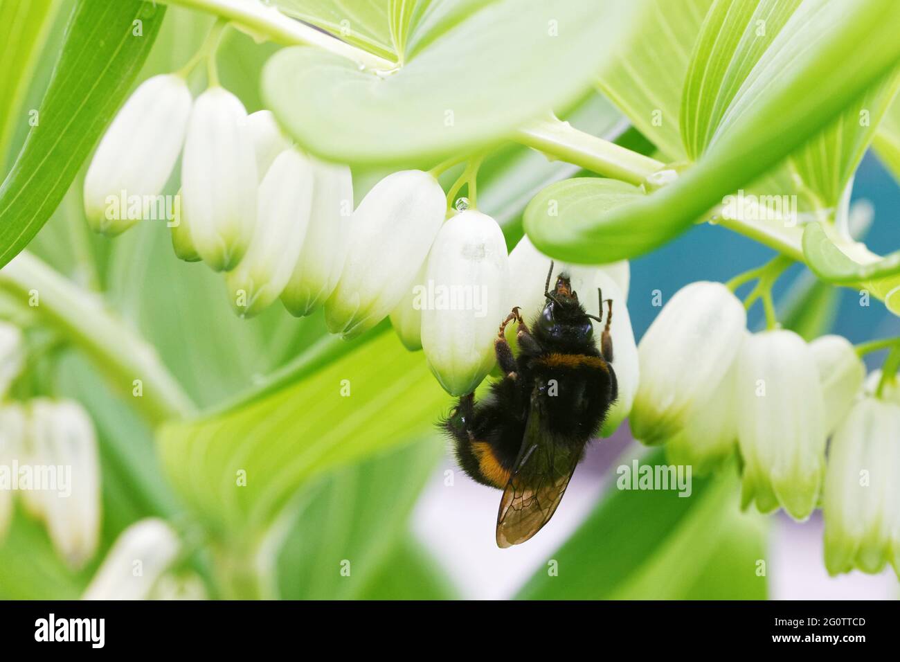 Raccogliere il nettare dai fiori immagini e fotografie stock ad alta ...