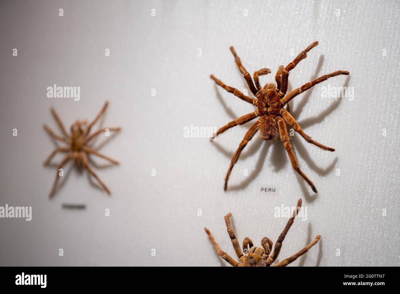 Collezione Spider Foto Stock