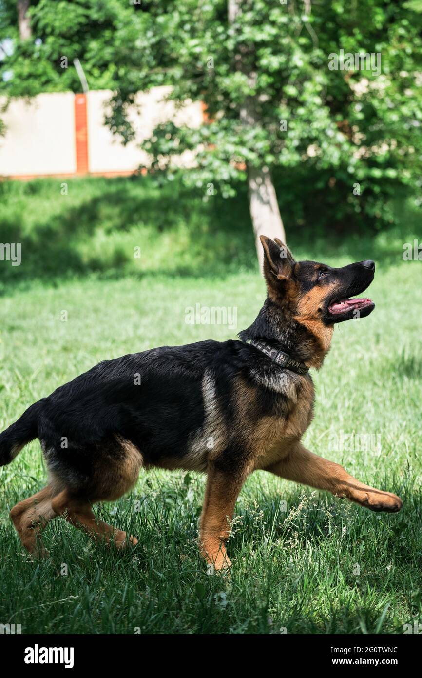 Cammina con il cane e respira aria fresca. Affascinante cucciolo di Pastore  tedesco nero e rosso cammina sull'erba verde e si guarda con attenzione con  orecchie pricked. Tu Foto stock - Alamy
