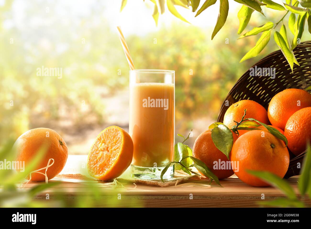 Bevanda di latte con arancia e pezzi di frutta su tavola di legno tra gli alberi di arancio. Vista frontale. Foto Stock