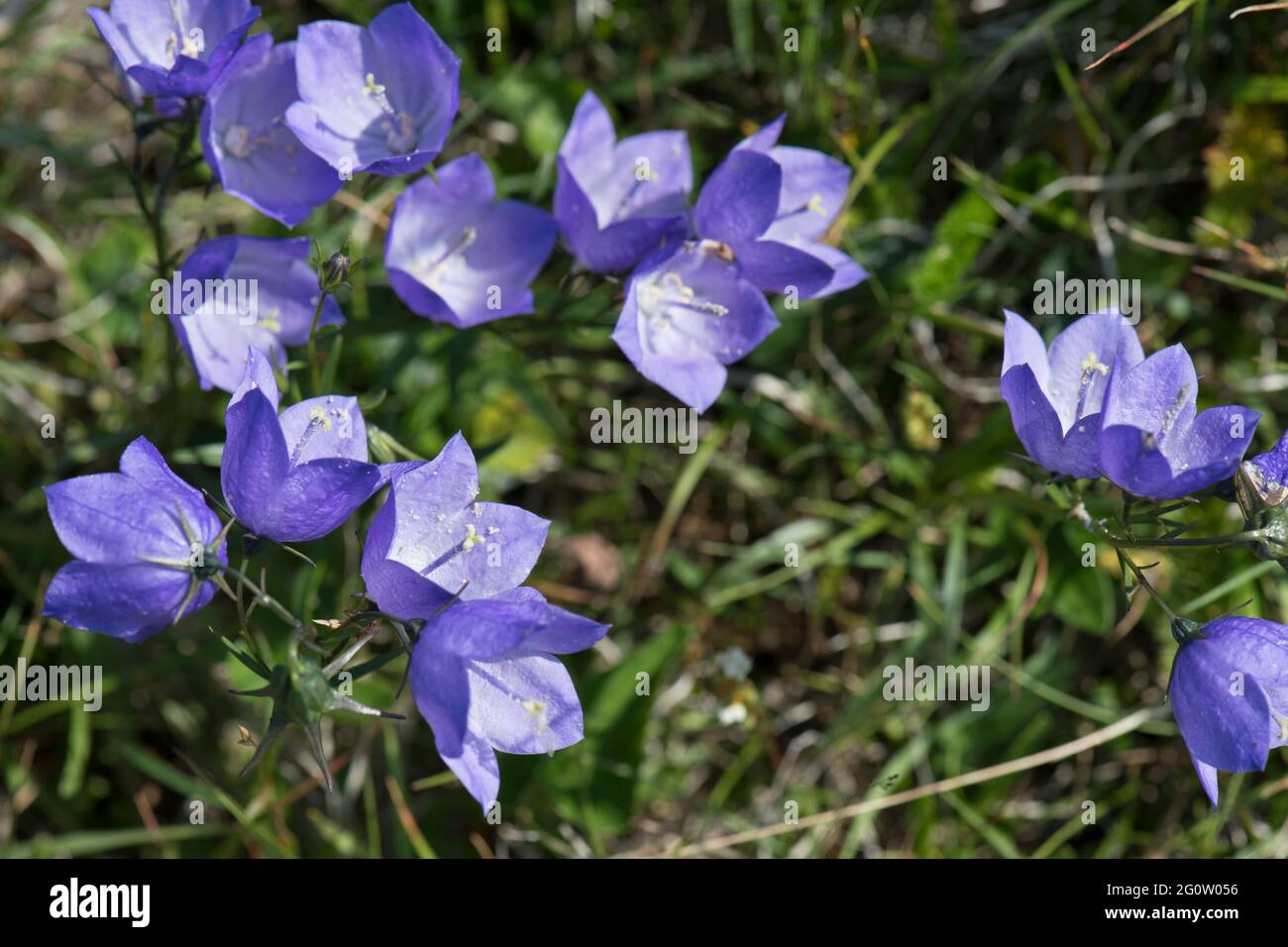 Ribella fiorente, Campanula rotundifolia, Terranova di Capo St. Mary, Canada Foto Stock