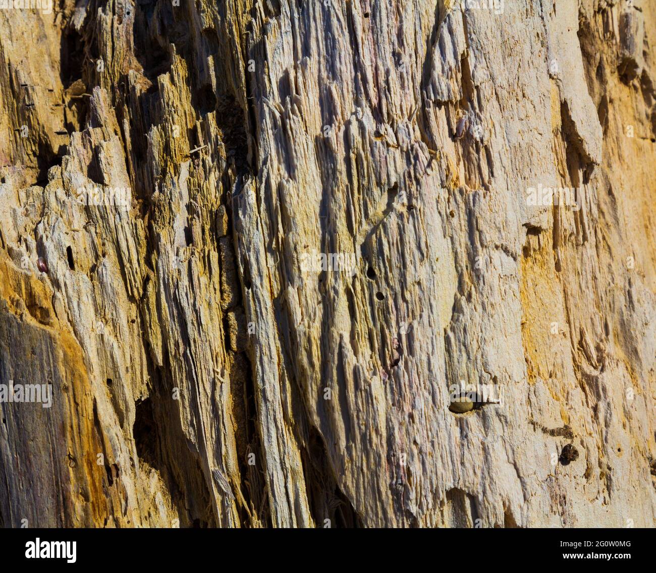 Legno vecchio. Un moncone allentato. La struttura di un vecchio albero. Foto Stock