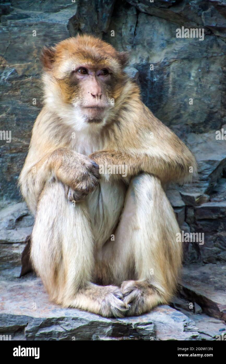 Macaque Barbary (Macaca Sylvanus) nello zoo di Praga Foto Stock