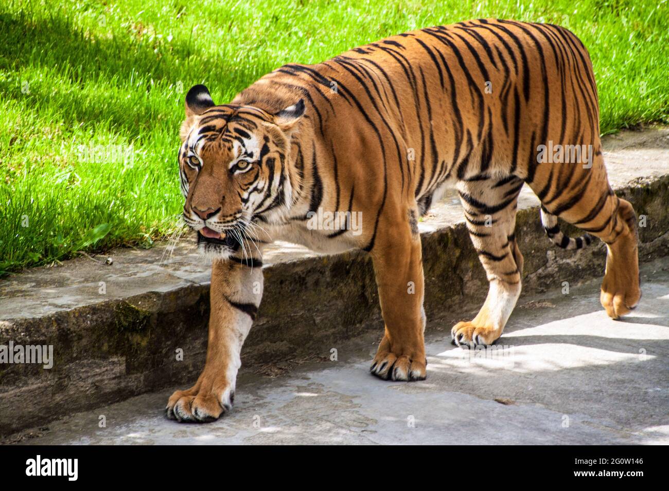 Tigre di Sumatran (Panthera tigris sumatrae) nello zoo di Praga Foto Stock