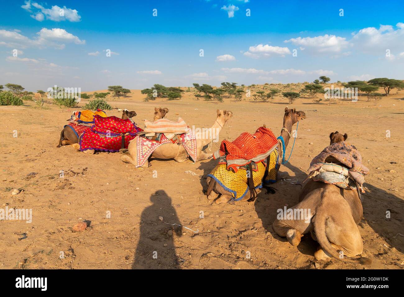 Cammelli con abiti tradizionali, aspettano i turisti per un giro in cammello nel deserto di Thar, Rajasthan, India. I cammelli, Camelus dromedarius, sono grandi disperati Foto Stock