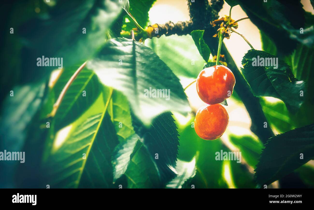 Succose, mature, deliziose ciliegie di frutta rossa appendono sull'albero, pronte per essere raccolte il giorno d'estate. Foto Stock