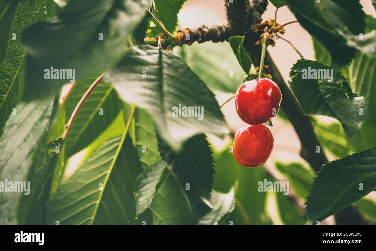 Succose, mature, deliziose ciliegie di frutta rossa appendono sull'albero, pronte per essere raccolte il giorno d'estate. Foto Stock