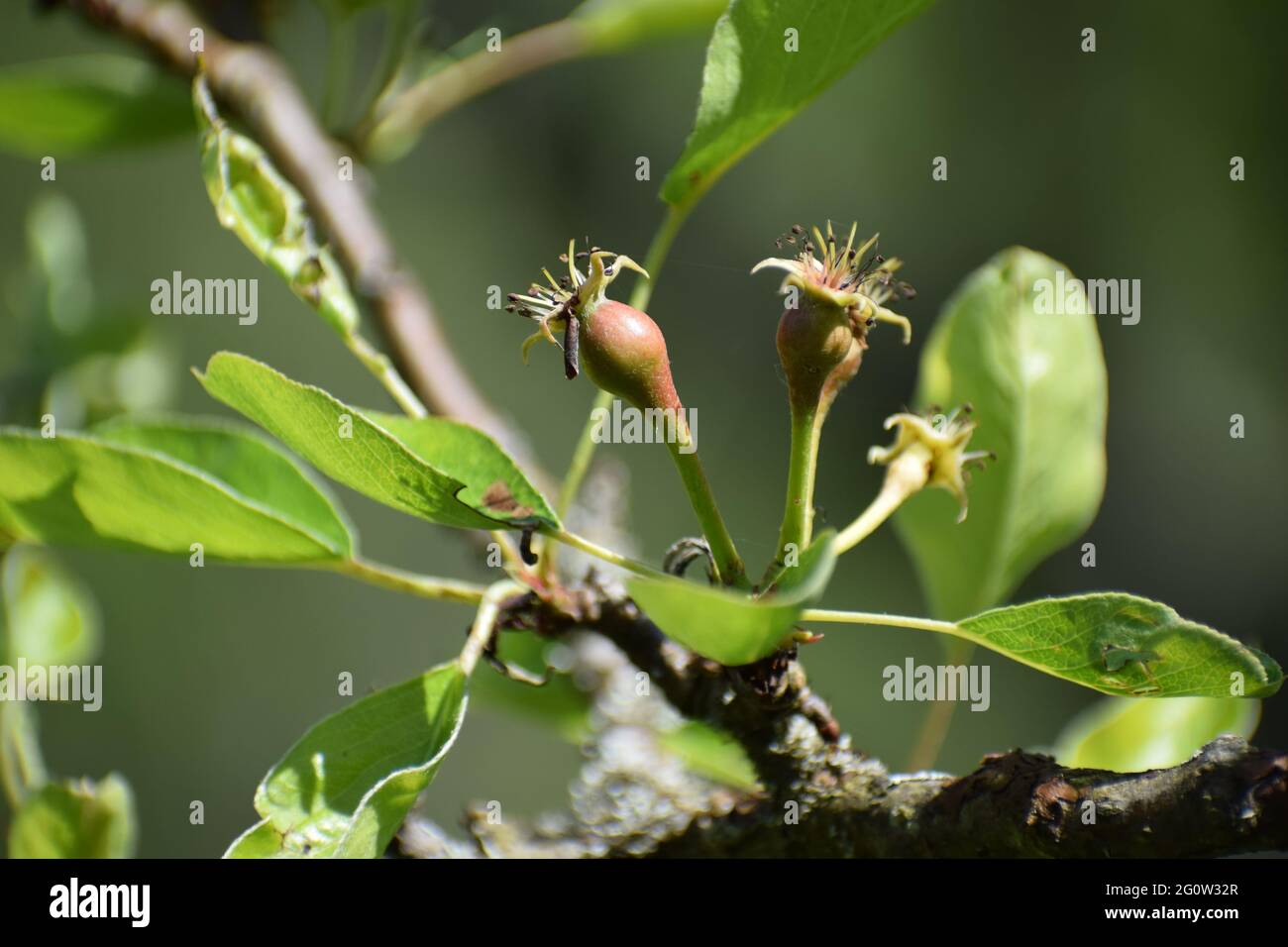 pera albero a destra dopo la fioritura Foto Stock