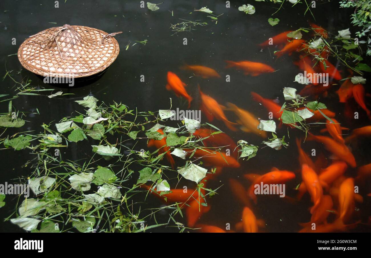 Laghetto tradizionale di carpe a Xiao Likeng nella Contea di Wuyuan, provincia di Jiangxi, Cina. Laghetto con carpa arancione e foglie verdi. Foto Stock