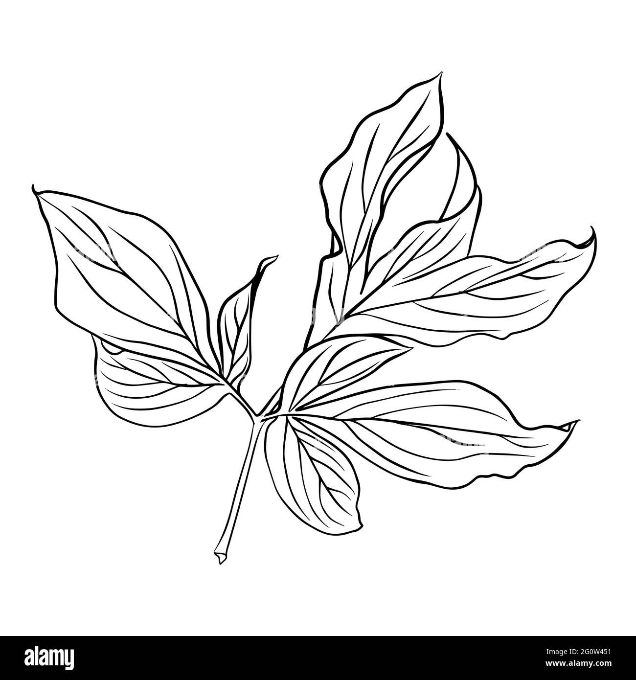 Contorni di foglie di pony. Clipart isolate dal vettore. Design botanico bianco e nero minimalista. Illustrazione Vettoriale