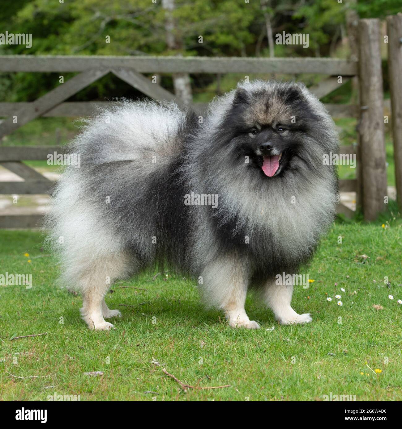 pedigree Foto Stock