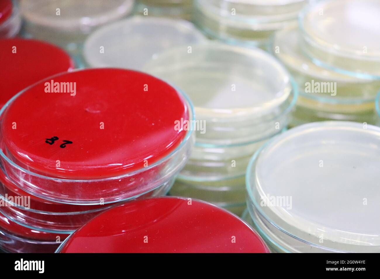 Un mezzo di crescita o terreno di coltura è un solido, liquido o semisolido progettato per supportare la crescita di una popolazione di microrganismi Foto Stock