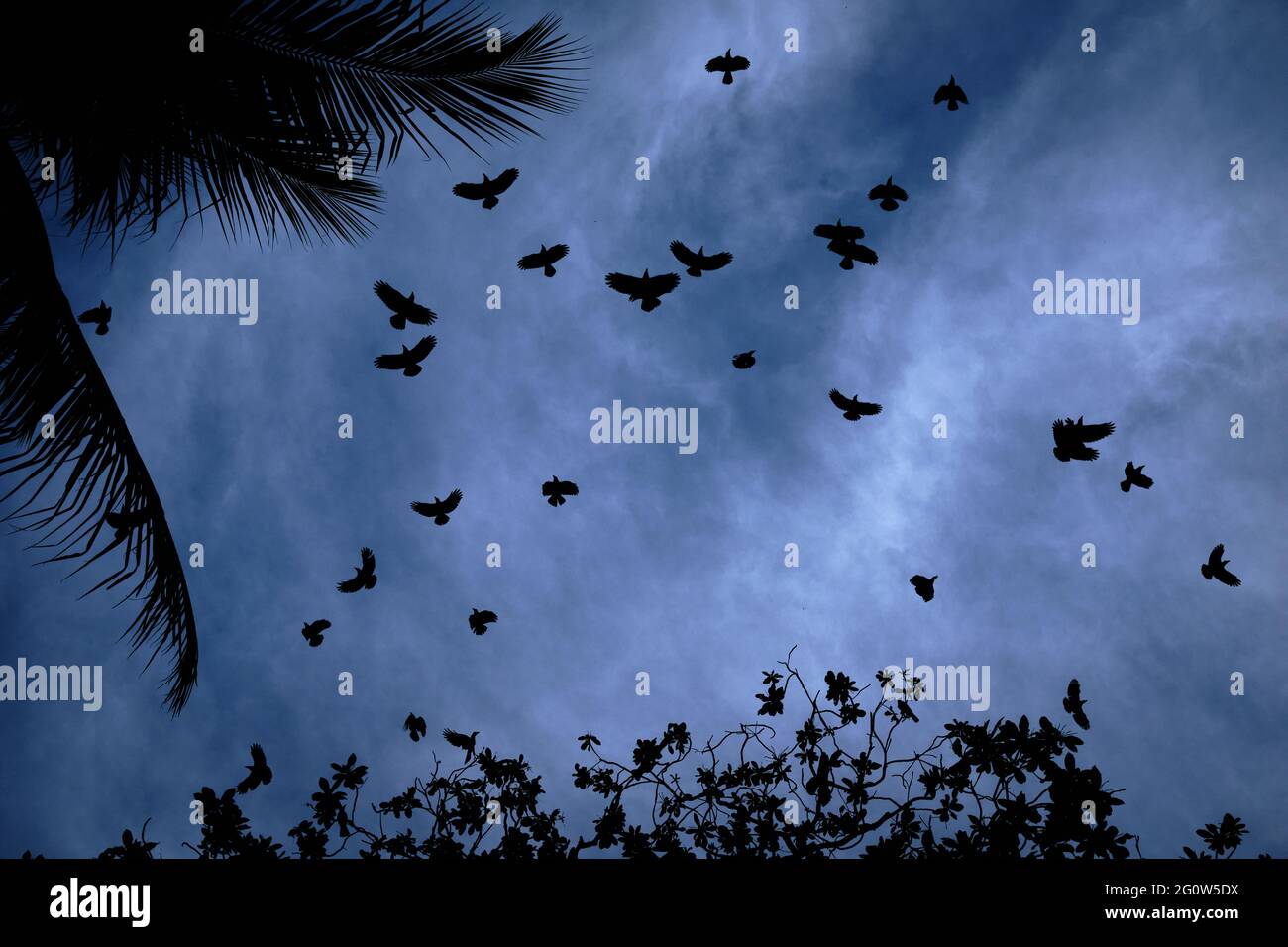 Corvi in volo in una serata di Moody a Penang, Malesia. Una silhouette di corvi in volo contro una nuvola striata cielo di moody. Foto Stock