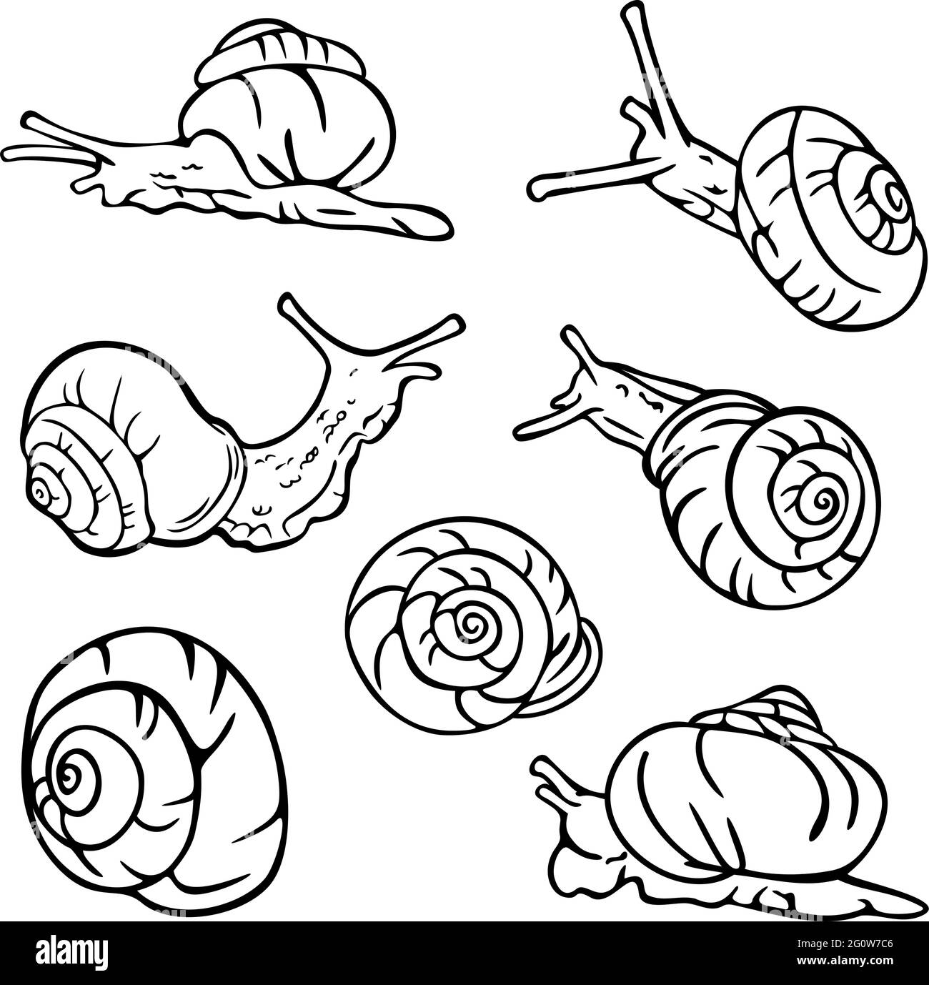 Illustrazione vettoriale delle lumache in bianco e nero. Disegno per libro da colorare. Illustrazione Vettoriale