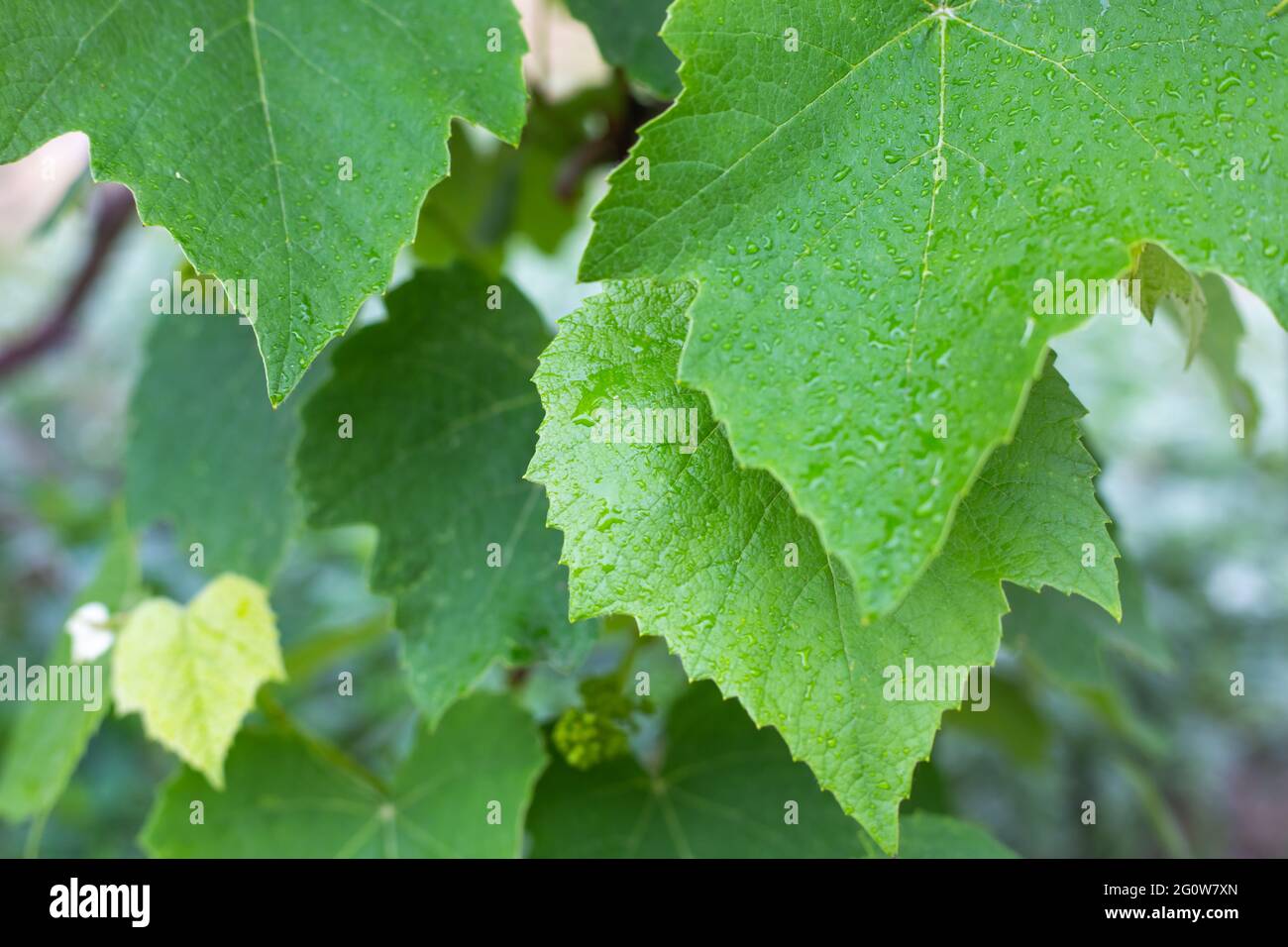 Foglie verdi di uva bagnate dalla pioggia. Giardinaggio e cura di pianta. Foto Stock