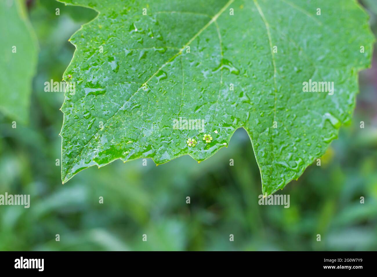 Una foglia di vite verde, bagnata dalla pioggia, con piccoli fiori caduti sulla superficie. Giardinaggio e cura di pianta. Foto Stock
