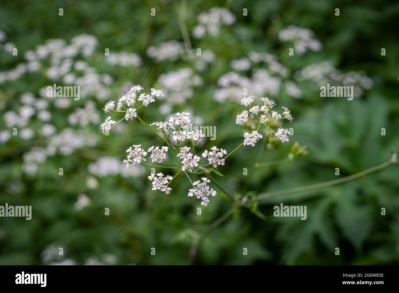 Primo piano di fiori bianchi di prezzemolo di mucca (Anthriscus sylvestris) Foto Stock