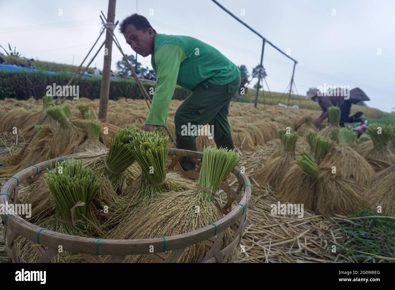 Tabanan, Bali, Indonesia. 3 Giugno 2021. Gli agricoltori coltivano risaie a Jatiluwih Rice Terrace come la stagione del raccolto inizia. La terrazza del riso di Jatiluwih è di 53.000 ettari di produzione di riso di buona qualità a Bali, ed è stata nominata Patrimonio dell'Umanità dell'UNESCO, grazie alla loro capacità di mantenere il patrimonio culturale locale sotto forma di un sistema di irrigazione gestito tradizionalmente chiamato DA SUBAK. (Immagine di credito: © filo Dicky BisinglasiZUMA) Foto Stock