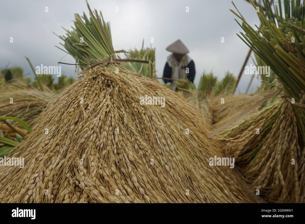 Tabanan, Bali, Indonesia. 3 Giugno 2021. Gli agricoltori coltivano risaie a Jatiluwih Rice Terrace come la stagione del raccolto inizia. La terrazza del riso di Jatiluwih è di 53.000 ettari di produzione di riso di buona qualità a Bali, ed è stata nominata Patrimonio dell'Umanità dell'UNESCO, grazie alla loro capacità di mantenere il patrimonio culturale locale sotto forma di un sistema di irrigazione gestito tradizionalmente chiamato DA SUBAK. (Immagine di credito: © filo Dicky BisinglasiZUMA) Foto Stock