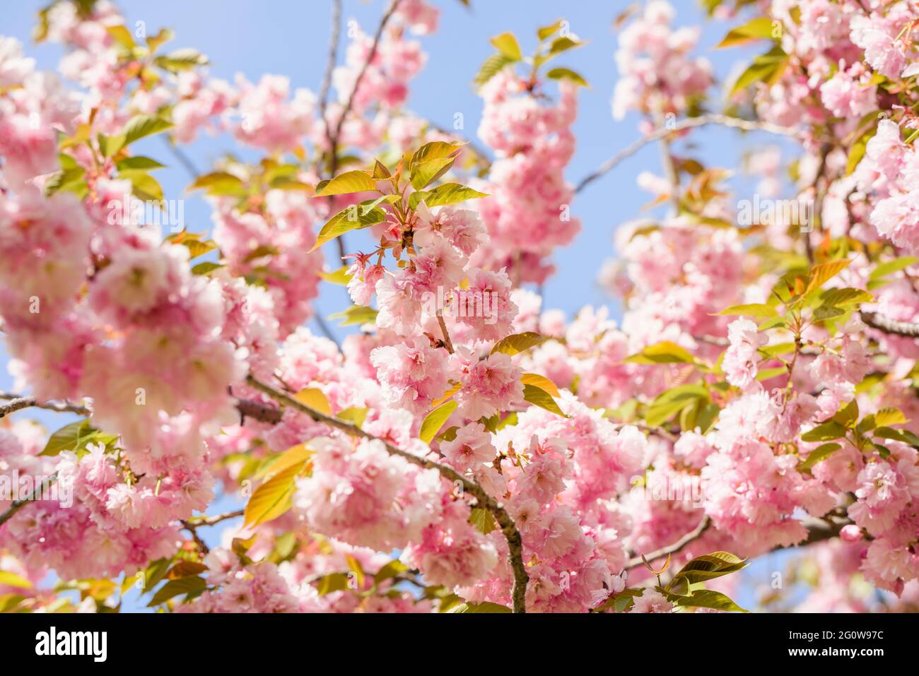 Albero in fiore con fiori rosa Foto Stock