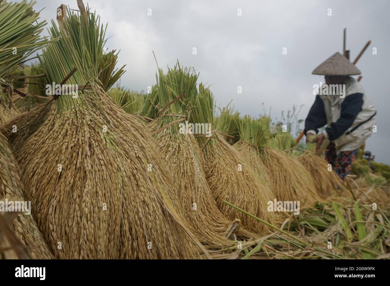 Tabanan, Bali, Indonesia. 3 Giugno 2021. Gli agricoltori coltivano risaie a Jatiluwih Rice Terrace come la stagione del raccolto inizia. La terrazza del riso di Jatiluwih è di 53.000 ettari di produzione di riso di buona qualità a Bali, ed è stata nominata Patrimonio dell'Umanità dell'UNESCO, grazie alla loro capacità di mantenere il patrimonio culturale locale sotto forma di un sistema di irrigazione gestito tradizionalmente chiamato DA SUBAK. (Immagine di credito: © filo Dicky BisinglasiZUMA) Foto Stock