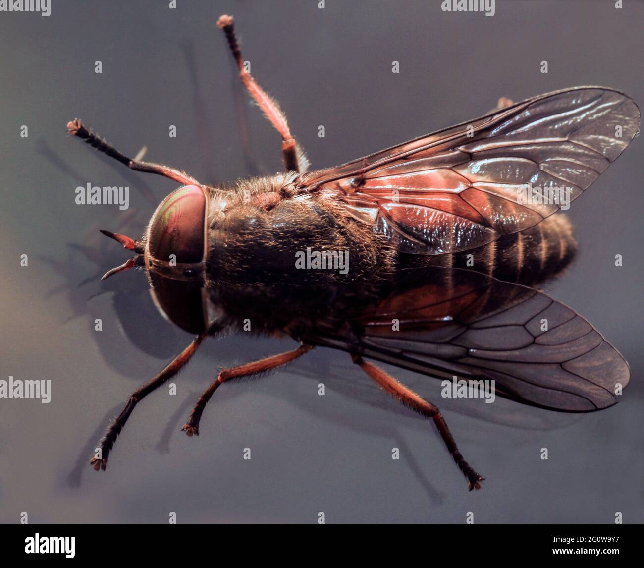 Un volo in primo piano Foto Stock Un volo in primo piano Foto Stock