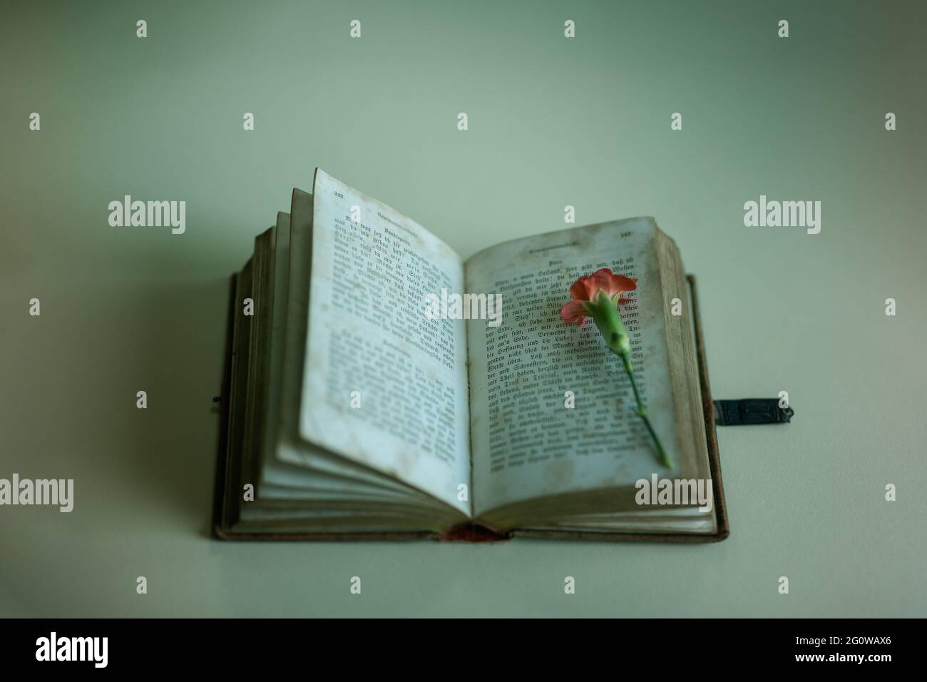 Libro, bibbia, libro con fiore, annata, antico, lettere, leggi Foto Stock