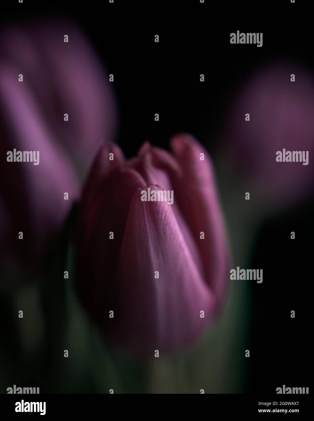 Tulipano rosa, tulipani, macro, natura, misterioso, moody, primo piano Foto Stock