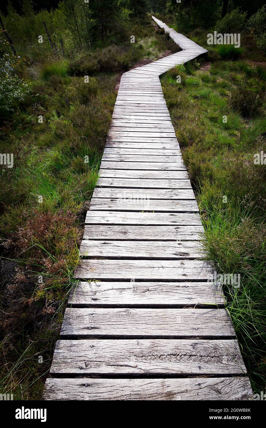 Cambiare il concetto di corso: Una passerella in legno con un kink o curva sopra il moor Pietzmoor nel nord della Germania. Foto Stock