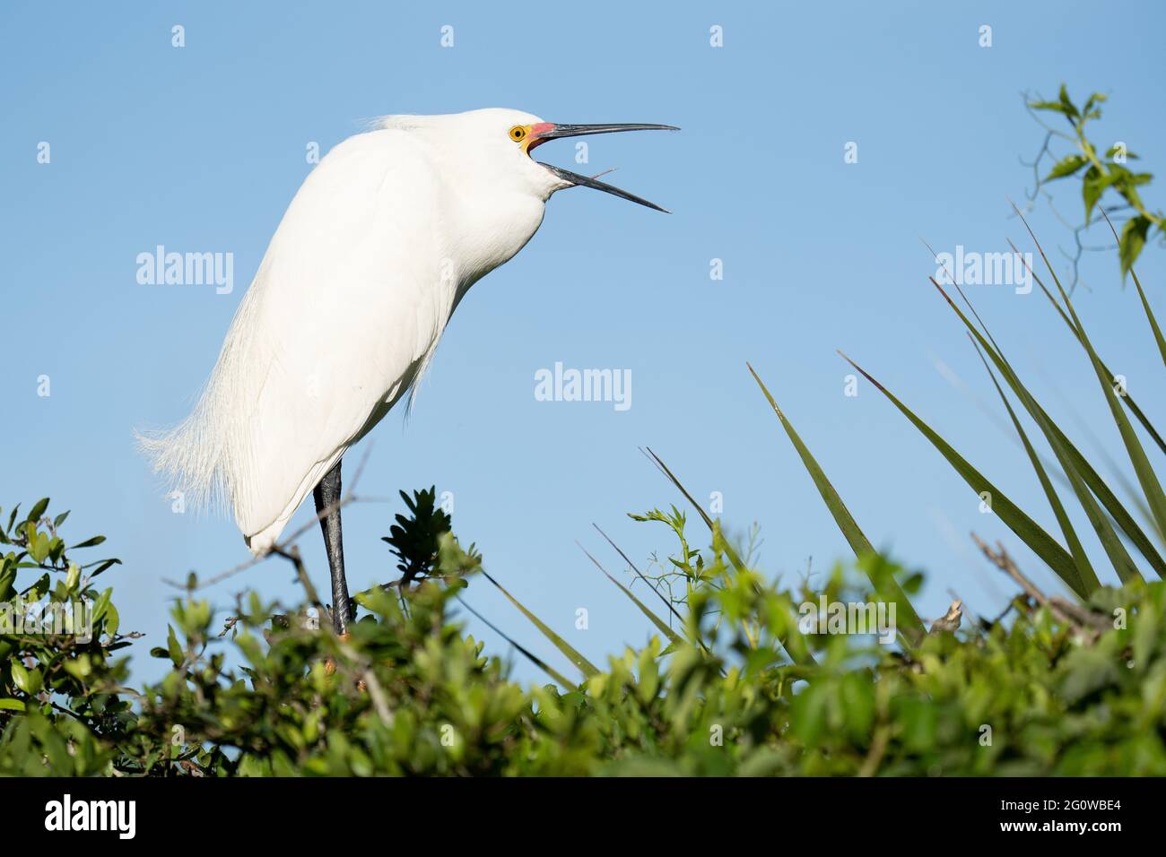 Un egret innevato che chiama ad altri garzetti Foto Stock