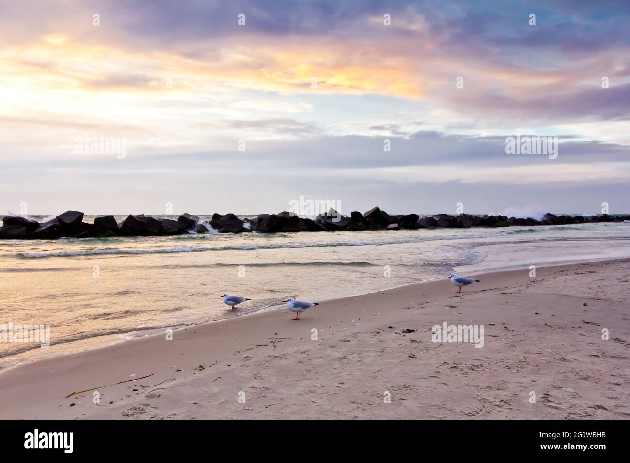 Tre gabbiani durante il tramonto sul mare di Wustrow sulla penisola di Fischland-Darss-Zingst, in Germania. Foto Stock