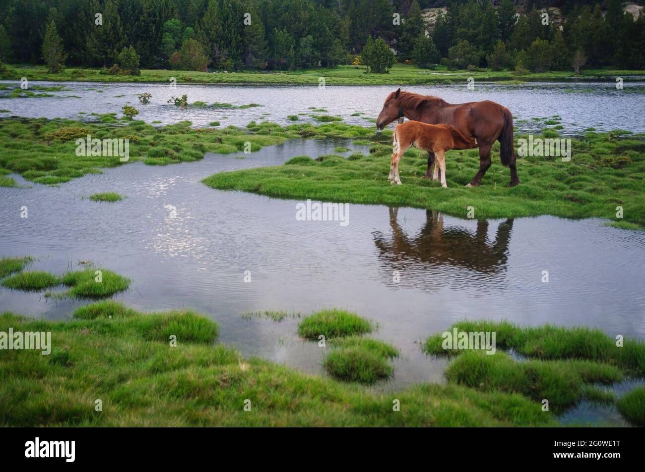 Cavalli nel lago di Bolloseta, vicino al lago Bouillouses in estate (Cerdagne, Pirenei Orientali, Francia, Pirenei) Foto Stock