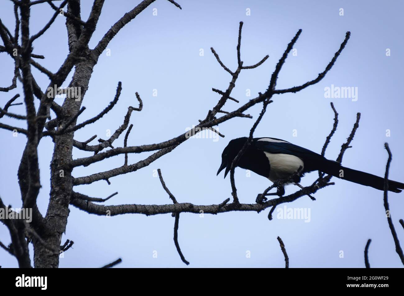Magpie su un ramo di pino vicino al lago Bouillouses (Pirenei Orientali, Occitania, Francia) Foto Stock