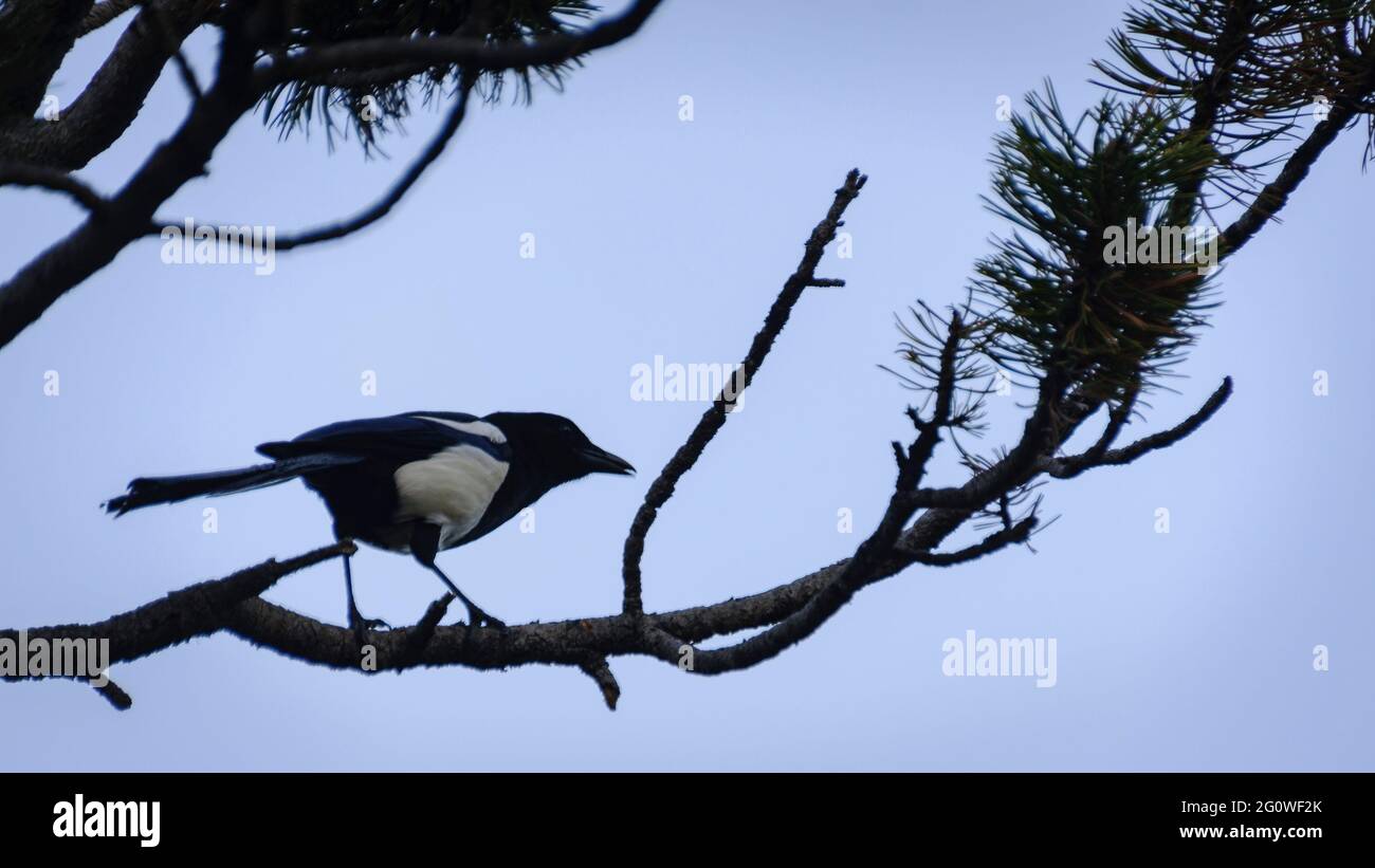 Magpie su un ramo di pino vicino al lago Bouillouses (Pirenei Orientali, Occitania, Francia) Foto Stock