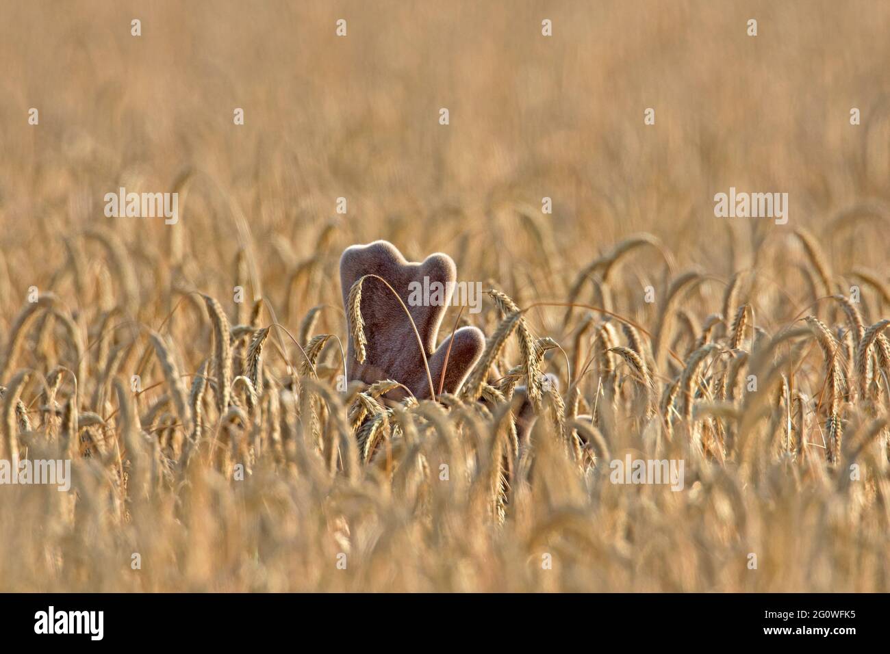 Daino (Dama dama) buck con antlers coperto in velluto foraging in campo di grano / campo di mais in estate Foto Stock