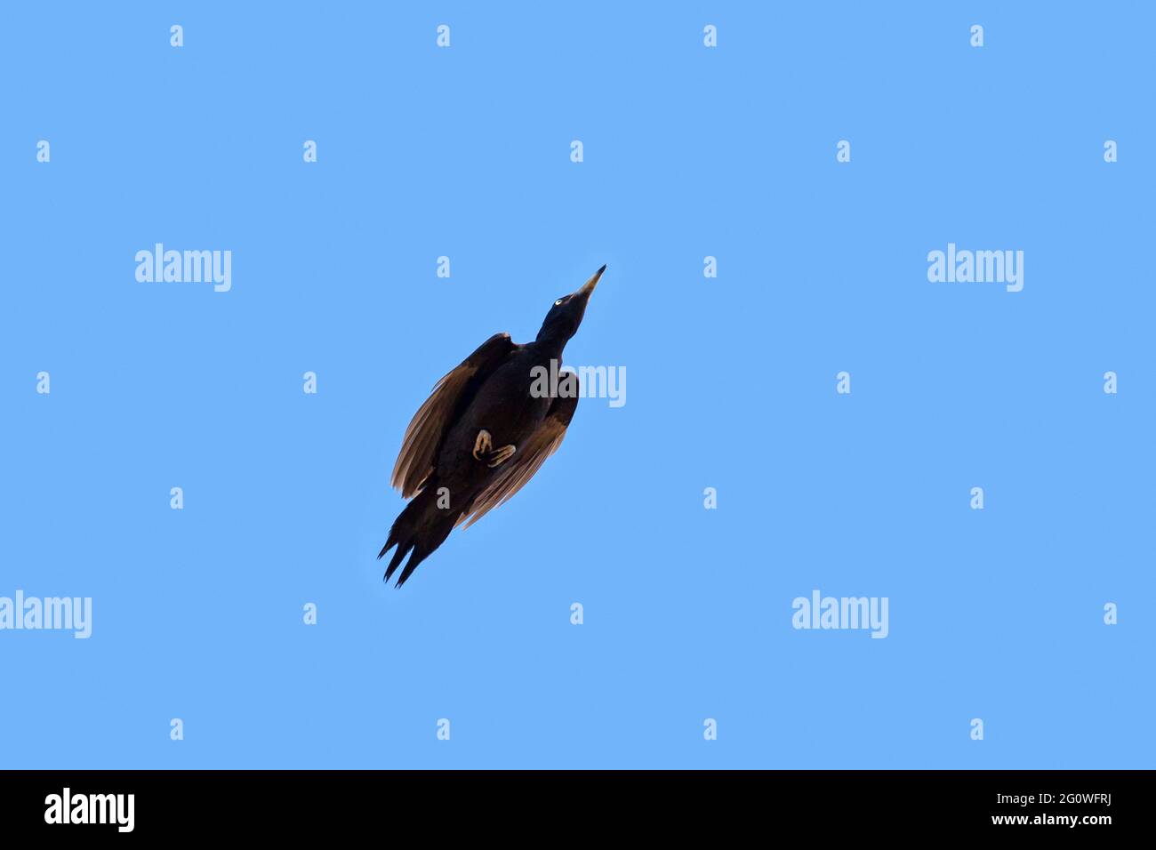 Picchio nero (Dryocopus martius) in volo con ali chiuse contro il cielo blu Foto Stock