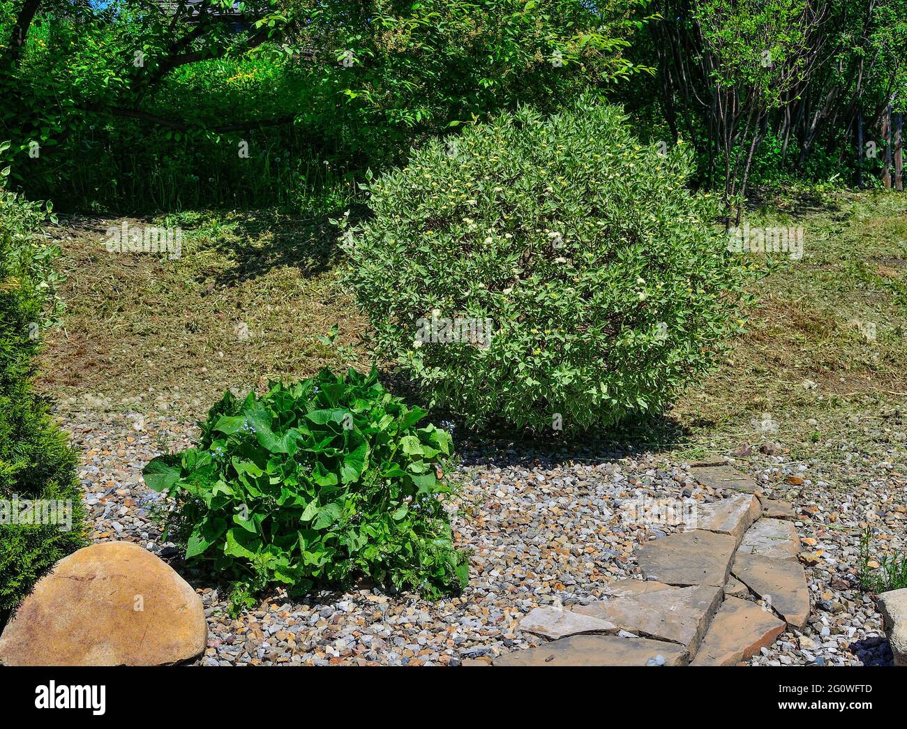 Arbusto ornamentale rotondo di legno di Dogwood variegato (Cornus alba laterale variegata) nel paesaggio del giardino. Cespuglio decorativo con fogliame variegato - bianco Foto Stock