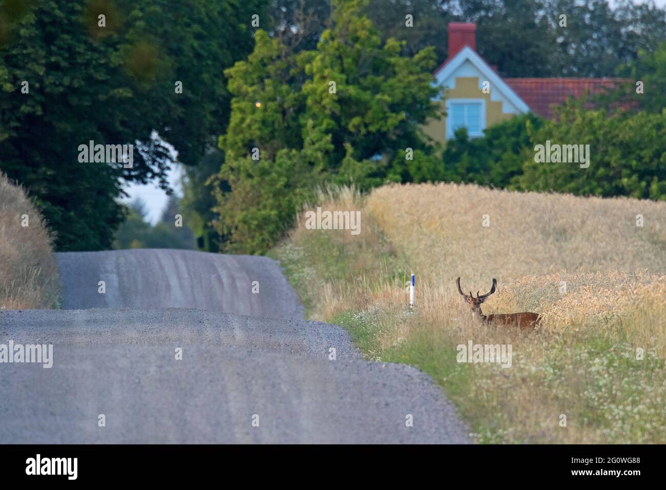 Allow cervi (Dama dama) buck che attraversa la strada in estate Foto Stock