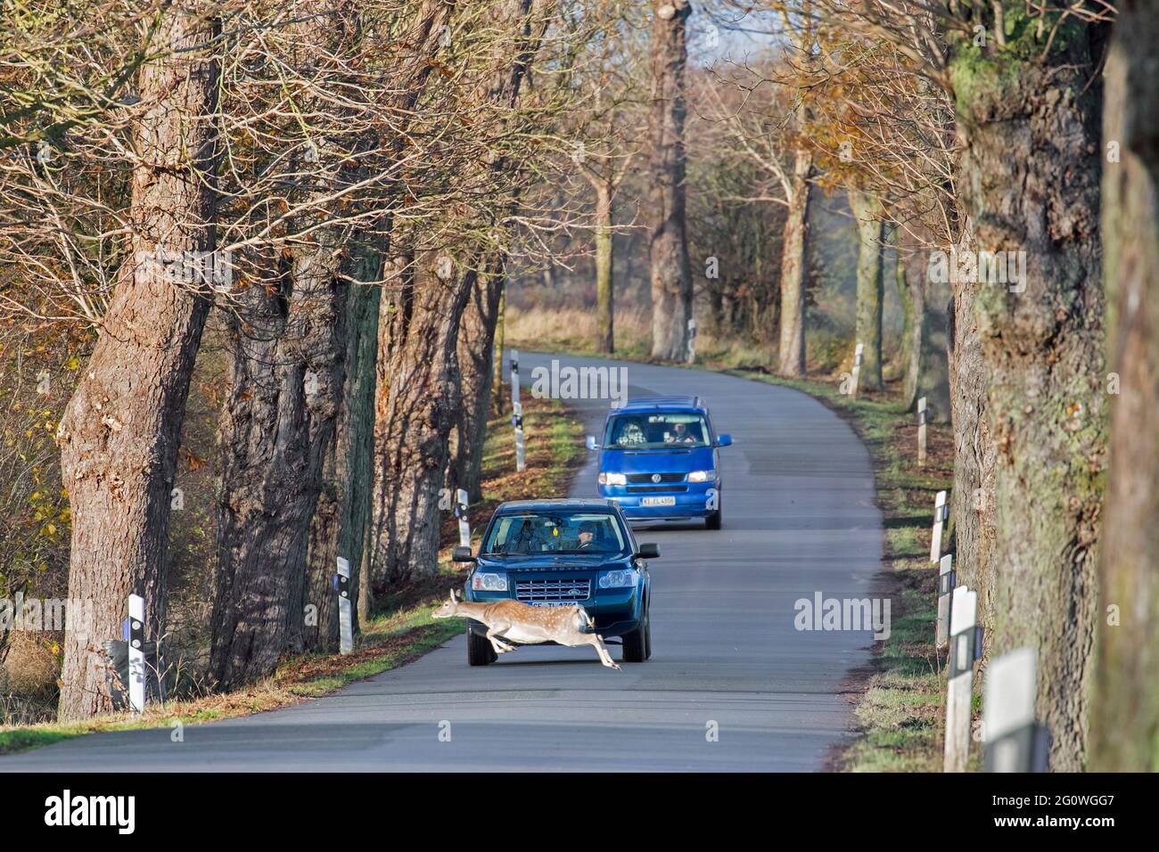 In fuga daino (Dama dama) si attraversa la strada di fronte all'auto durante il percorso in autunno Foto Stock