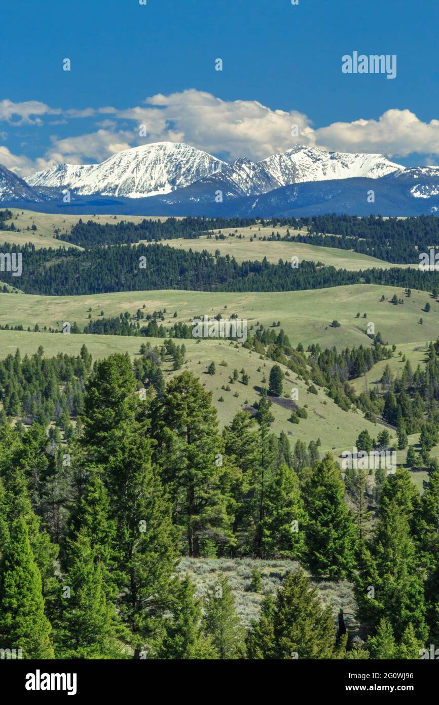 le cime dell'anaconda si trovano ai piedi delle colline e dei prati nei pressi di philipsburg, montana Foto Stock